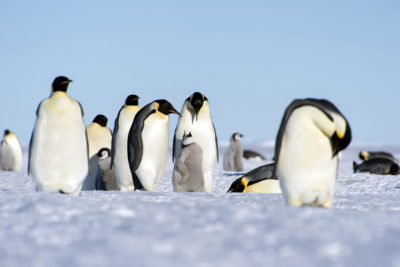Emperor penguins with their young.