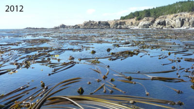 A bull kelp forest as seen from the surface of Ocean Cove in northern California in 2012 and 2016.