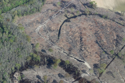 An area of clearcut forest in the Tar-Pamlico River basin in northeastern North Carolina.