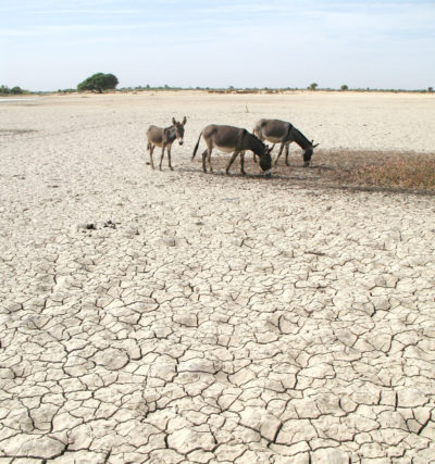 Donkeys on a dried-out section of the Inner Niger Delta in Mali.