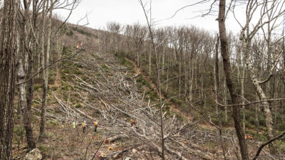Work crews fell trees to clear the route for the Atlantic Coast Pipeline in Wintergreen, Virginia in 2018. 