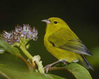 The 'anianiau is the smallest Hawaiian honeycreeper in existence today. It weighs only 9-10 grams.