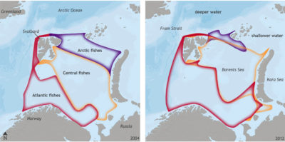 In the Barents Sea, fish species typically found in the Atlantic Ocean, such as cod, beaked redfish, and long rough dab, have moved north and displaced Arctic fishes.
