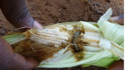 An armyworm embedded in African maize.