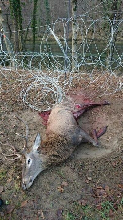 A red deer caught in a fence along the Slovenian-Croatian border.