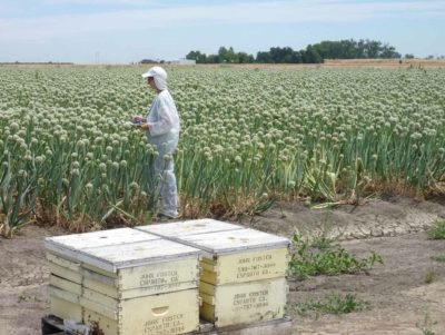 Honeybees are brought in to pollinate onion crops at a California farm.