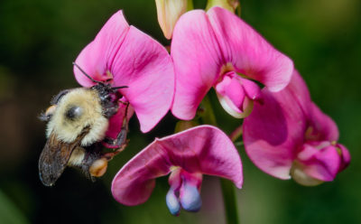 Native bumblebee species, such as the Bombus impatiens, have declined 46 percent in North America.