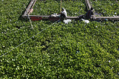 Fishermen in an area overgrown by water hyacinth near the crowded fish cages in Haranggaol. 