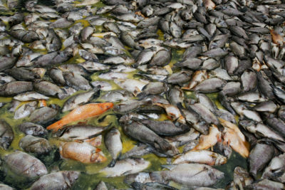 The lake’s fishing industry lost more than 1,500 tons of carp and tilapia in the fish kill. 