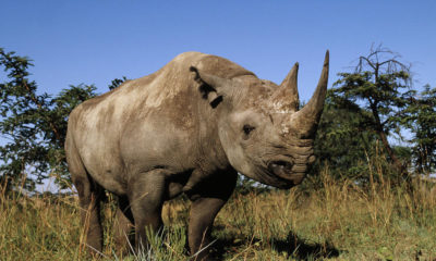 A black rhino in one of South Africa's national parks.