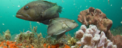 Black sea bass, once abundant in North Carolina, have moved north to New England.
