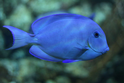 Belize has passed a law to protect species that play a vital role in protecting coal reefs, such as this blue tang surgeonfish.