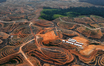An area cleared for an oil palm plantation in Central Kalimantan province in Borneo.
