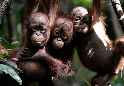 Orphaned orangutan babies at the International Animal Rescue center on Borneo.
