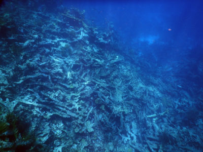Elkhorn coral in the U.S. Virgin Islands that has died and collapsed. 