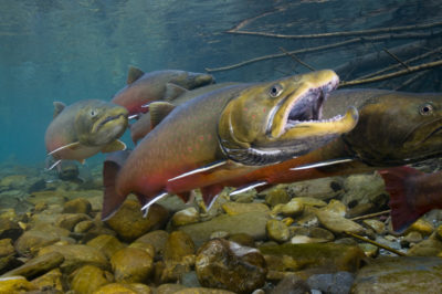 Researchers have used eDNA testing to assess populations of bull trout, a threatened species in the U.S. Northwest. 
      