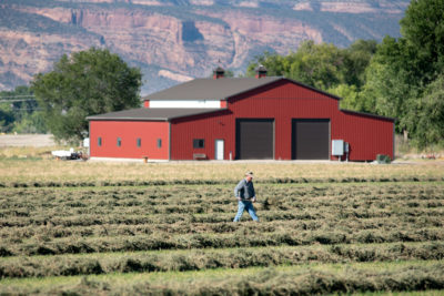 A farmer in Grand Junction, Colorado, works his alfalfa field, which is irrigated with water diverted from the Colorado River. To reduce water usage, some farmers are leaving their fields fallow in exchange for monetary compensation.