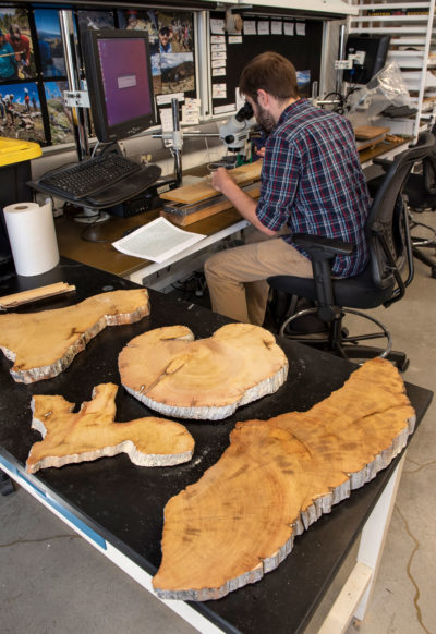 Researcher Will Tintor examines a cross-section of a bristle cone pine tree at the University of Arizona’s Laboratory of Tree-Ring Research, seeking clues about precipitation and climate trends during the tree’s lifetime.