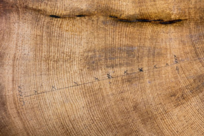 A close-up of bristle cone tree rings with Xs marking 10-year spans.  Information from tree rings give scientists data on precipitation and other climate information for each year of growth.