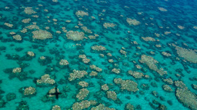 Aerial photograph of bleaching in the middle portion of the Great Barrier Reef, taken last month. 