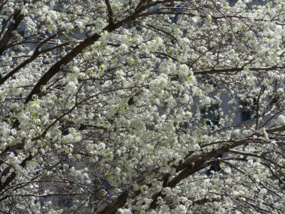 Haskell repeatedly visited this Callery pear tree in Manhattan, shown here in full bloom.