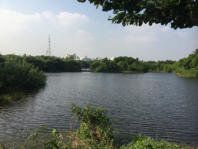 A restored wetland park on Chennai's Adyar River.