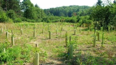 A recently planted riparian buffer in Dayton, Pennsylvania. The saplings are in tree sleeves to protect against deer and rodent damage.