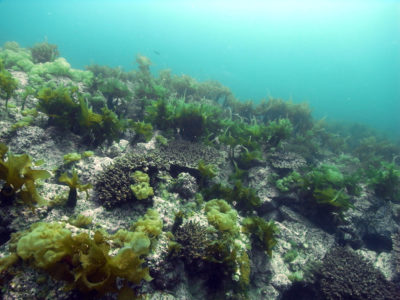 Corals grow alongside algae in the temperate waters of southern Japan.