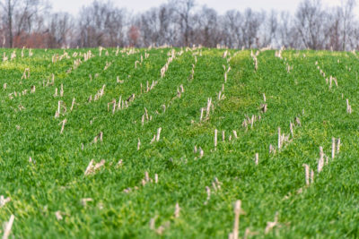 Cover crops grow amid old corn stalks in Maryland, helping to store carbon in the soil.