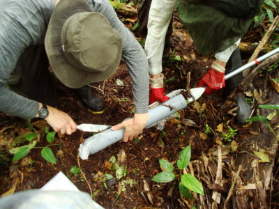 University of St Andrews ecologists collect peat samples from the Pastaza-Marañón swamp in the Peruvian Amazon. 