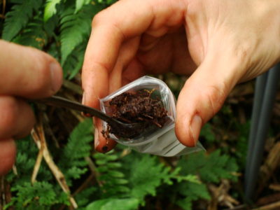 University of St Andrews ecologists collect peat samples from the Pastaza-Marañón swamp in the Peruvian Amazon. 