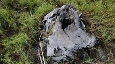 The stump of a red cedar in Withlacoochee Gulf Preserve.​