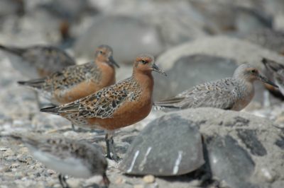 Red knots with horseshoe crabs. The birds feed on the crabs' eggs.