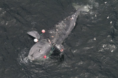 This female right whale died off the Canadian coast this summer after dragging crab traps for days.