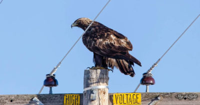 A golden eagle perched on an uninsulated, high voltage power pole.