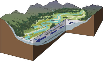 This three-dimensional illustration shows the longitudinal, lateral, and vertical dynamics of gravel-bed river systems such as the Yellowstone. The larger blue arrows signify the hyporheic waters, or groundwaters, that develop at the upper end of the floodplain and follow long flow pathways. The smaller arrows near the surface illustrate the water exchange between the surface waters and the upper hyporheic waters in the shallow bed sediments. The smaller U-shaped arrows illustrate the small exchanges that occur between the shallow hyporheic zone and deeper groundwater.