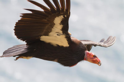 While the California condor is critically endangered, rescue efforts to restore the species are working.