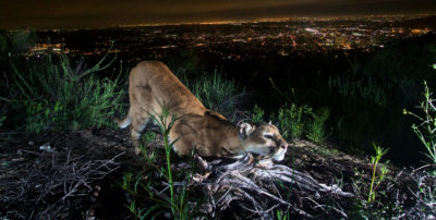 A female mountain lion in the Verdugos Mountains, north of Los Angeles. Also known as cougars, these animals are an increasingly common sight in the mountains surrounding Southern California's cities. 