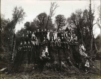 The Fieldbrook Stump, in California, not long after it was felled in 1890. Cuttings from it have been used to create the new cloned saplings planted recently in San Francisco.