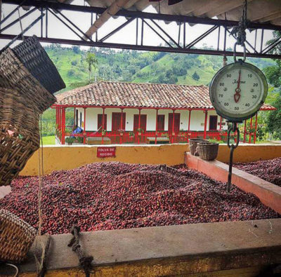 A coffee weighing station at Finca El Ocaso. Coffee prices have dropped so low that the family-run farm has started hosting tourists to make extra money.