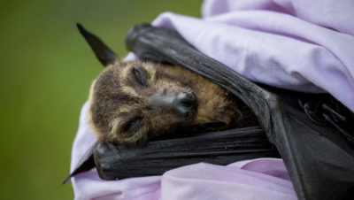 A spectacled flying fox that died in the November 2018 heat wave in Australia.