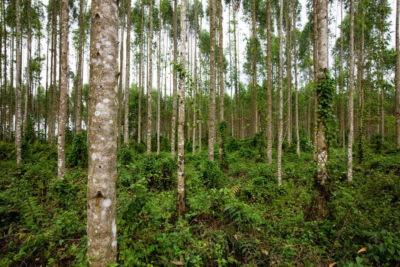 A eucalyptus plantation in Riau, an Indonesian province on the central eastern coast of Sumatra.