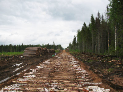Loggers certified by the Forest Stewardship Council have cut large portions of the Dvinsky Forest in Russia, including areas that were supposed to be protected.
  