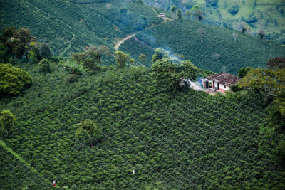 An aerial view of coffee plantations in Santuario, Colombia in May. Small farms such as these have been hit hardest by climate change and low coffee prices.