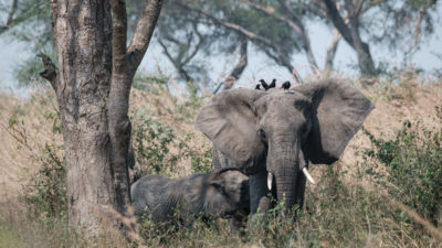 Elephants in Uganda's Murchison Falls National Park, where the French oil giant Total plans to drill 32 wells. 