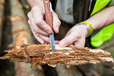 A forester in Poland's Bialowieza Forest points to larvae of spruce bark beetles.