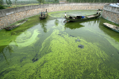 Workers navigate their way through an algae bloom in Lake Taihu, China's third largest freshwater lake, in June 2007.