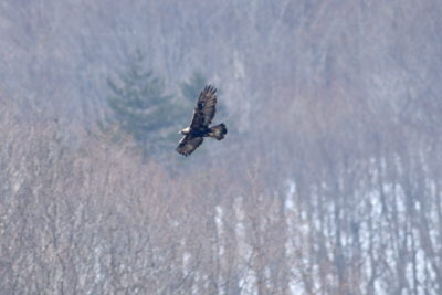 A golden eagle, one of few remaining in Japan.