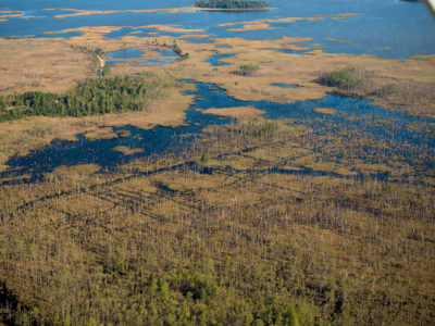 Saltwater intrusion has killed wide swaths of forest in Blackwater National Wildlife Refuge in Dorchester County.   
 
  