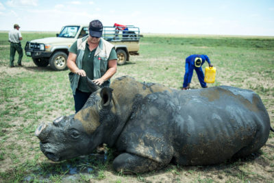 A vet examines a rhinoceros recently locked up in John Hume's ranch near Klerksdorp, South Africa. Hume has more than 1,600 rhinos, which are decanted to deter poachers. 